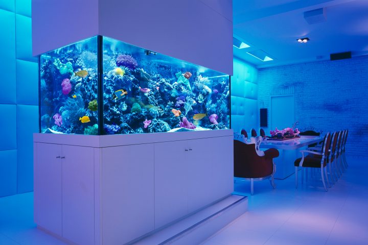 Things You Should Know About Aquarium