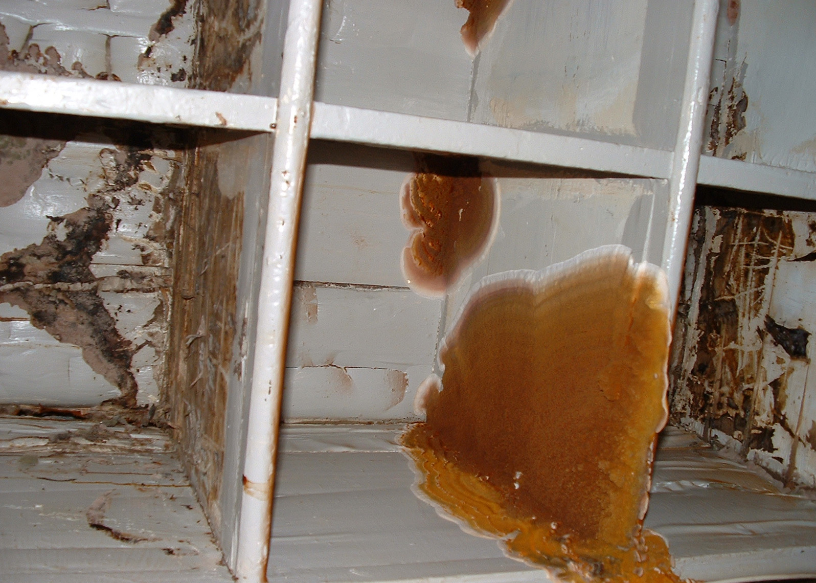 The Major Aspects Of Wet Rot That You “Must” Know For Sure!