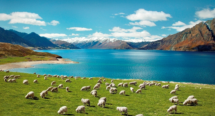 The Dos and Don’ts Of Migrating To New Zealand