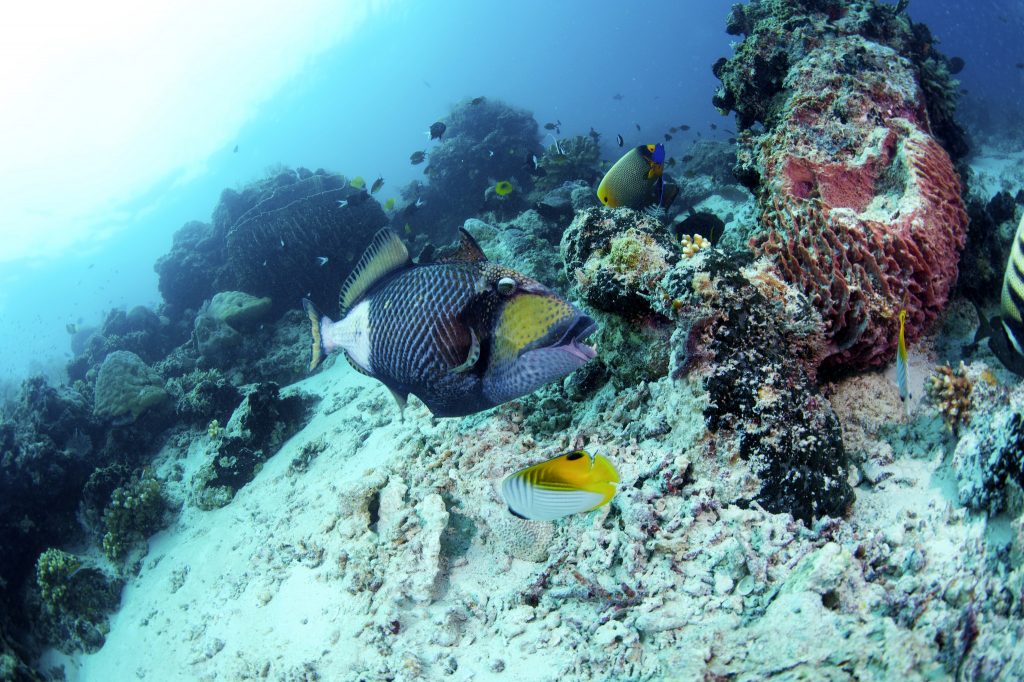 Exploring Malaysia's Underwater Paradise