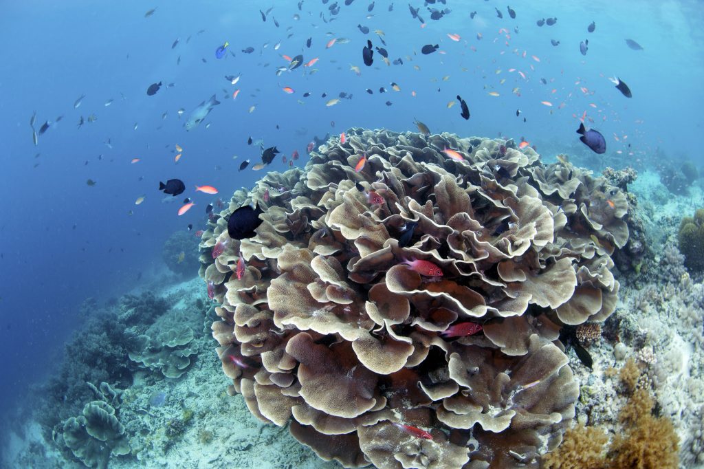 Exploring Malaysia's Underwater Paradise