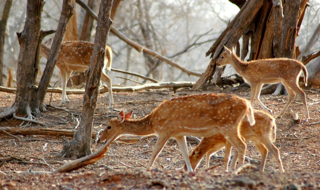 Aravalli Wildlife Sanctuary Mount Abu