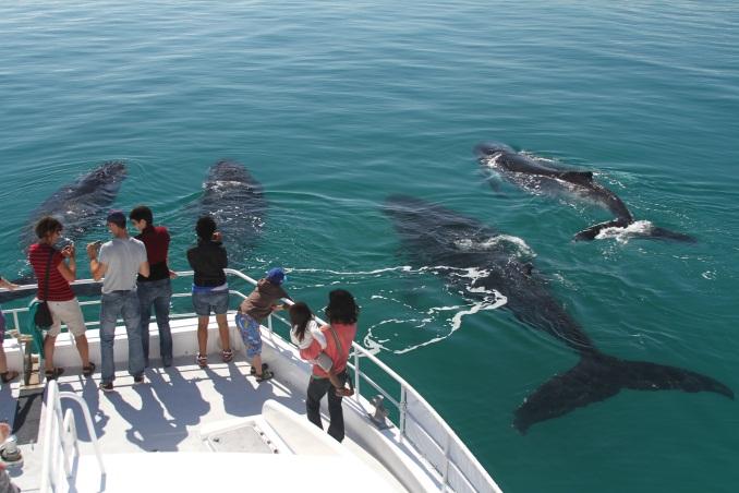 Whale Watch The Right Way This Holiday Season