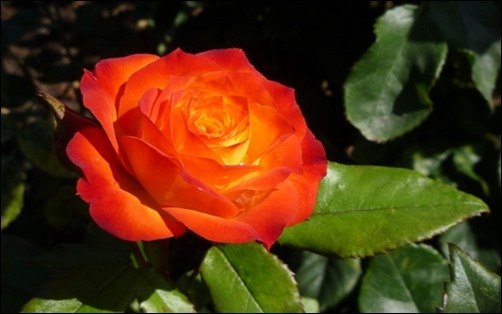 bright-orange-rose