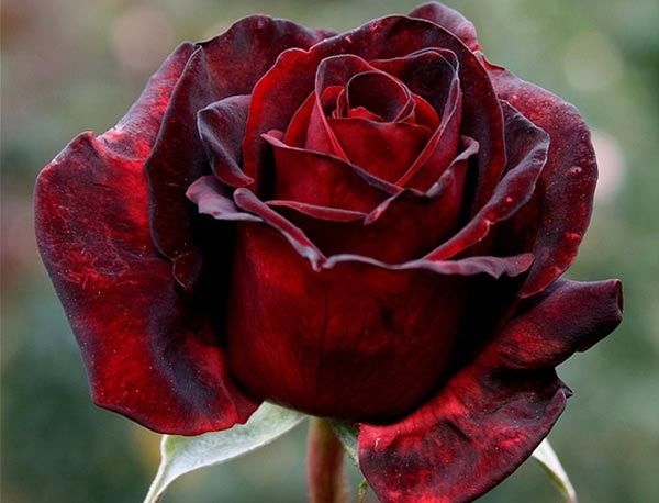 deep-and-dark-red-rose