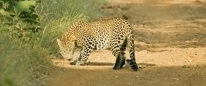 Tadoba Andhari Tiger Reserve