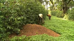 Chikhaldara Coffee Estate