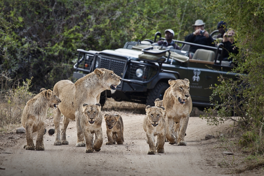 Private Safari Tours In Africa Is The Best Vacation Plan For Wildlife Watching