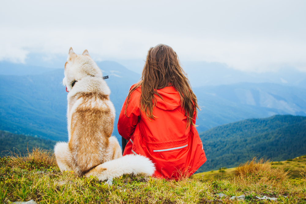 Top Tips For Traveling With Your Dogs