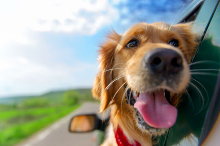 Best Tips When Traveling With Your Dog