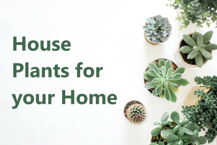 Houseplants for Your Home