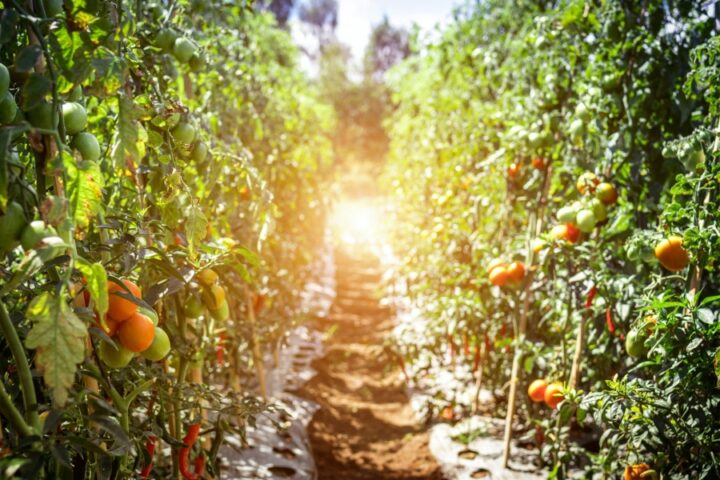 Growing Organic Tomatoes - 10 Steps For A Good Harvest